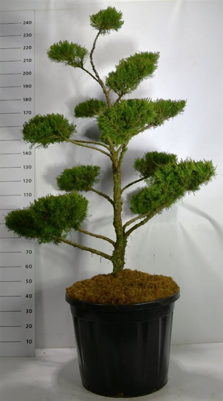 Juniperus pf. 'Mint Julep' - 160-180 CM Bonsai Cont.